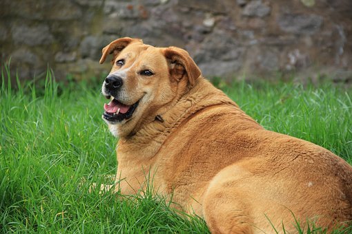 Obesidade em gatos e cães, como tratar e prevenir