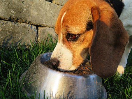 3 dicas sobre alimentação natural para cães