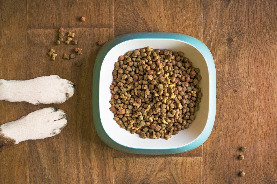 Petiscos e ração: veja quais são as diferenças entre estes alimentos oferecidos para o seu pet